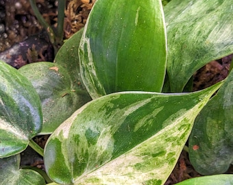 Philodendron Hederaceum Variegata Rare Plant Variegated Sweetheart Vine