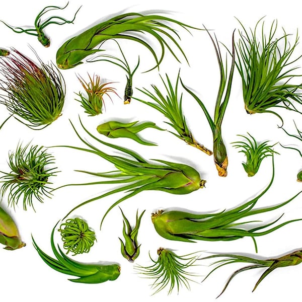 Air Plants Tillandsia ionantha Pick Your Plant 2 - 6 inches Best Air Plants Easy Care No Soil Plant