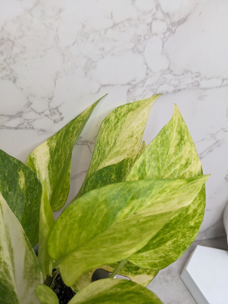 Extremely RARE High Voltage Neon Pothos Extremely Rare Variegated Alta Voltagem Pothos Epipremnum aureum Collector Variegated Plant image 8