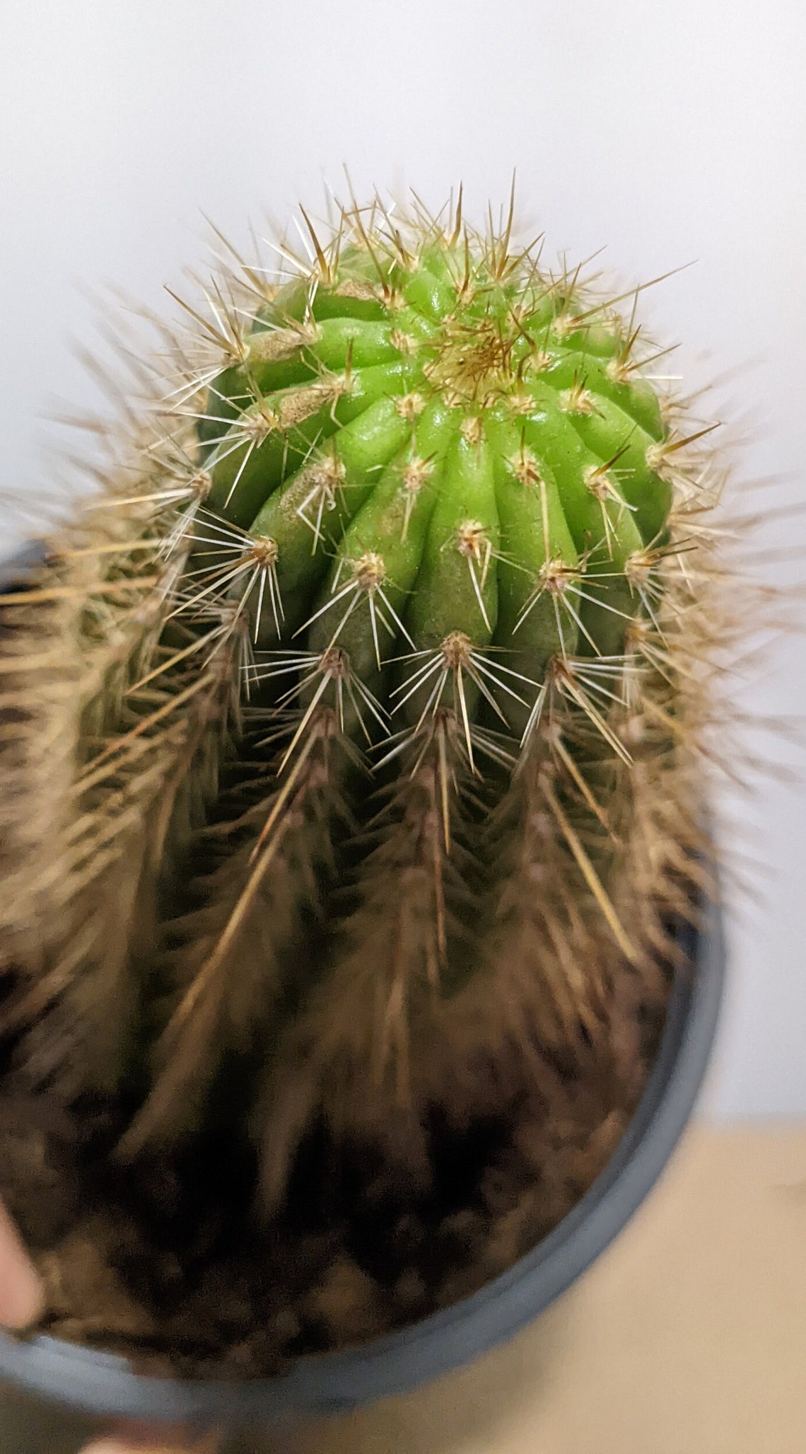 Trumpet Flower Cactus Pinky Huge Flowering Cactus/cacti Etsy