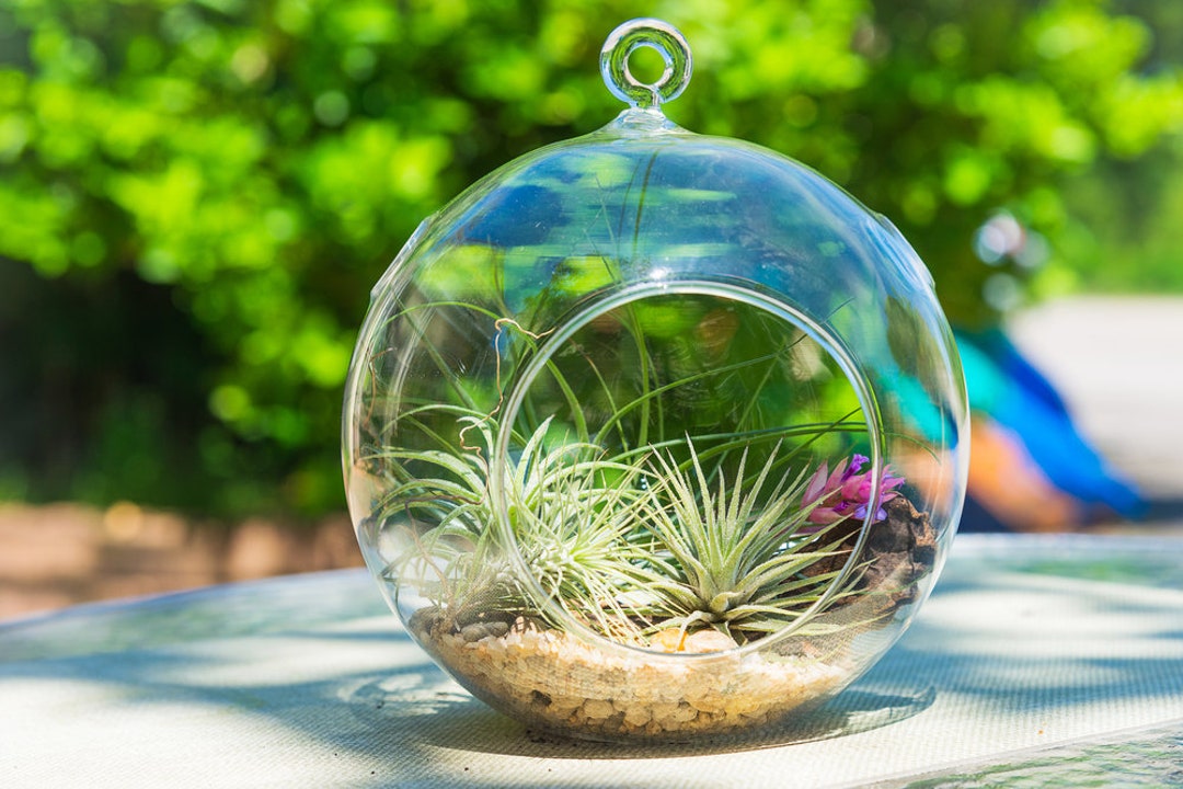 Air Plant Pot Display, Fake Plant Flex Plant Glass Orb Display Home