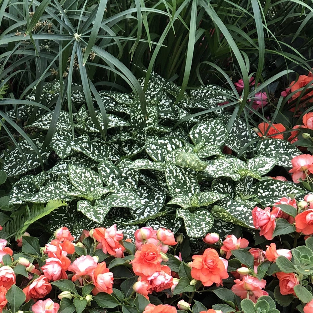 White Polka Dot Plant Hypoestes Phyllostachya Ground Cover or Indoor