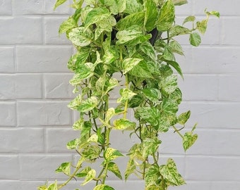 Marble Queen Pothos - Variegated Houseplant Epipremnum aureum indoor house plant