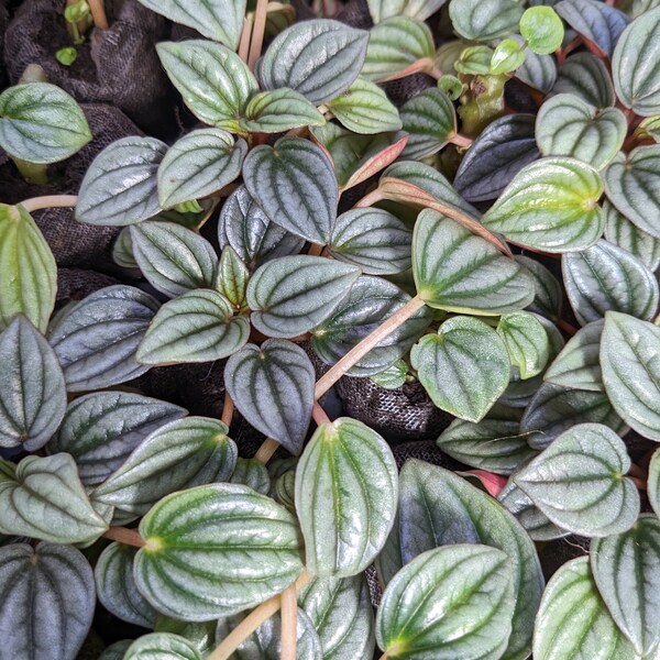 Rosso Pepperomia Plant Emerald Ripple Pepper Radiator Plant HousePlant Pepperomia  Starter Plant Indoor Peperomia caperata 'Rosso'