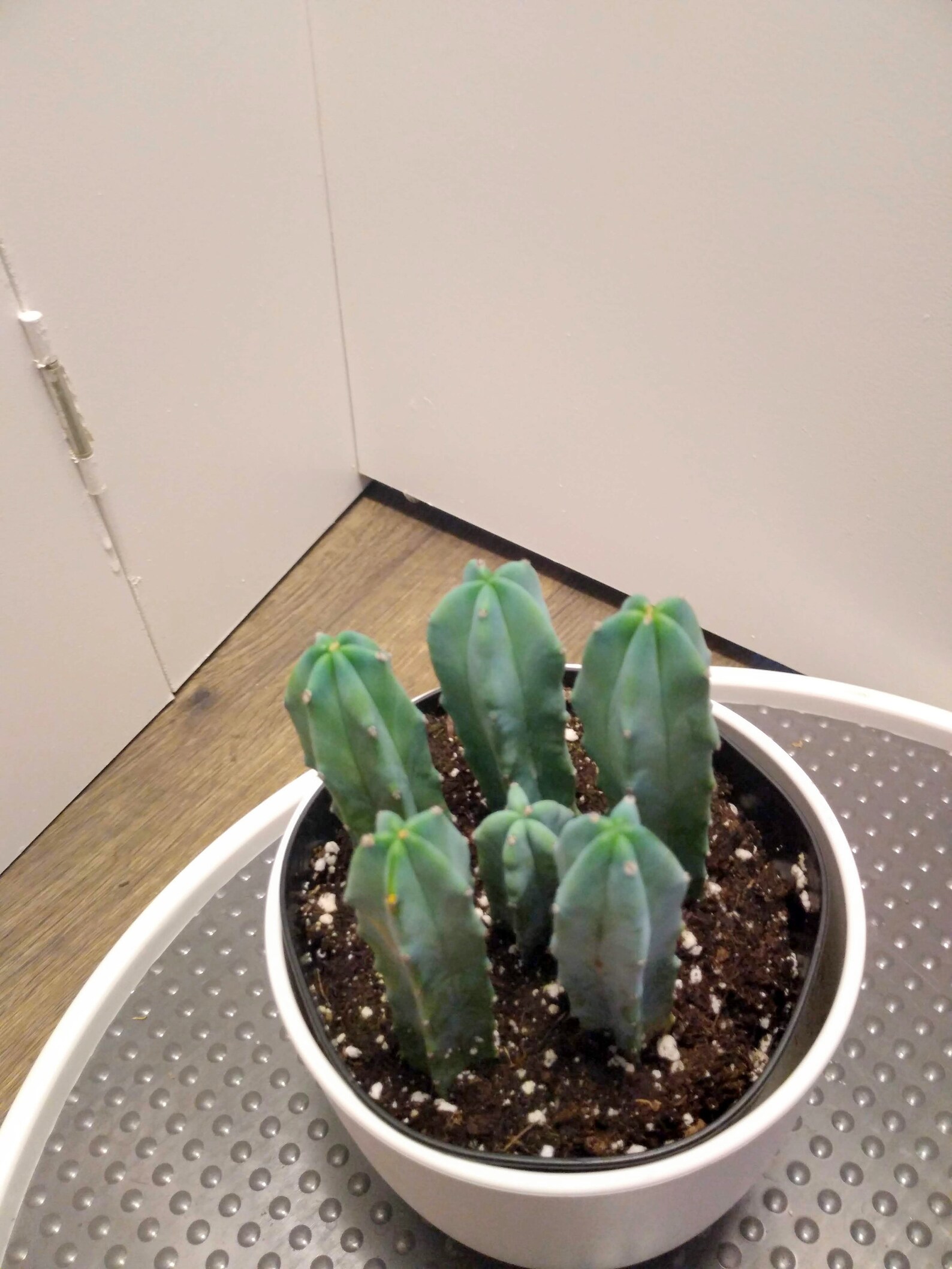 Blue Candle Cactus Blue Cacti Myrtillocactus Geometrizan - Etsy