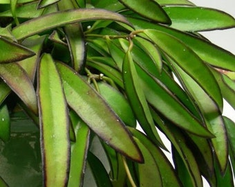 Hoya wayetii Wayet's Hoya Houseplant Easy Care, Fllowering Beginner Indoor Plant with Free Plant Bonus Gift