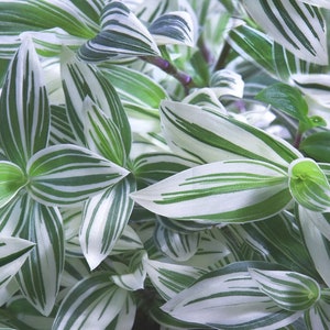 Tradescantia Pistachio White, Pistachio White, Inch Plant Cutting Or rooted Plant Easy Care image 3