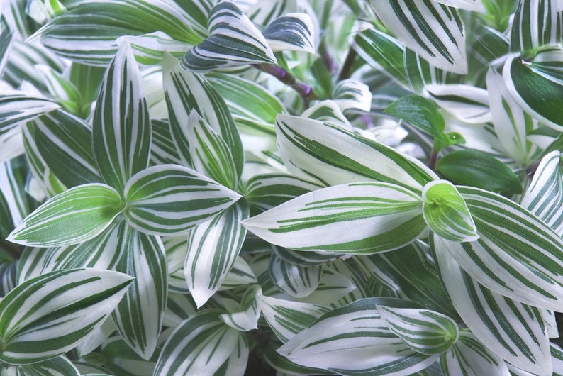 Tradescantia Pistachio White, Pistachio White, Inch Plant Cutting Or rooted Plant Easy Care image 3