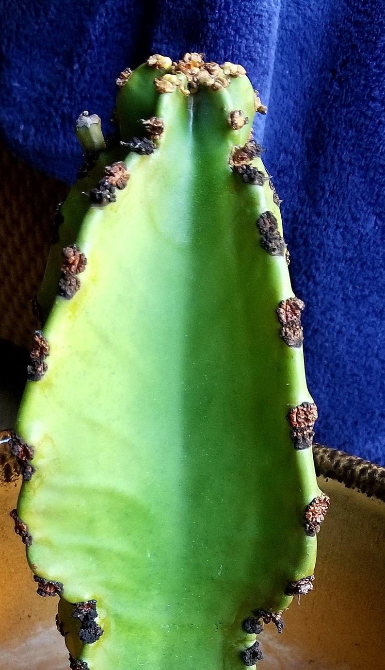 Euphorbia Chocolate Drop Armed Euphorbia Cactus African Etsy