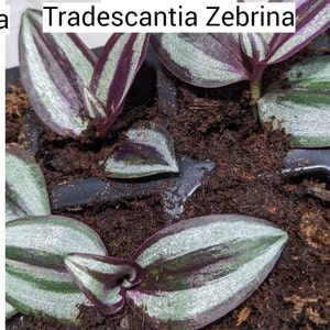 Zebrina Tradescantia Wandering Spiderwort Inch Plant Tradescantia House Plant & Easy Care Purple Sliver Outdoor image 1