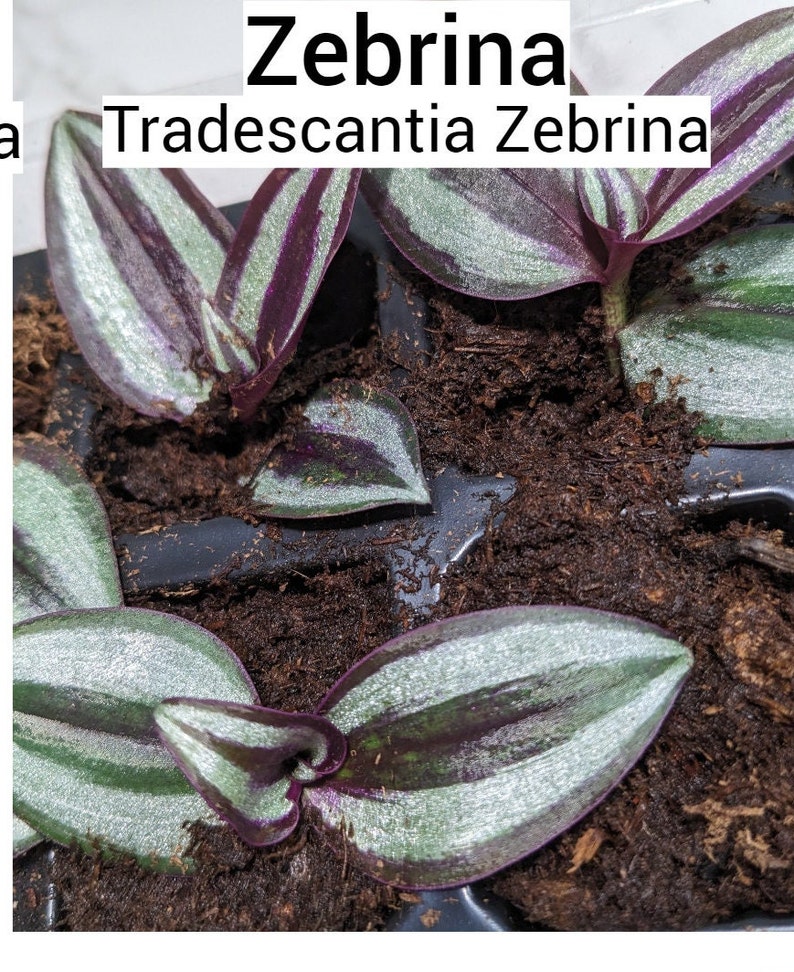 Zebrina Tradescantia Wandering Spiderwort Inch Plant Tradescantia House Plant & Easy Care Purple Sliver Outdoor image 1