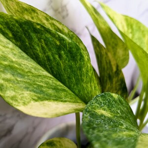 Extremely RARE High Voltage Neon Pothos Extremely Rare Variegated Alta Voltagem Pothos Epipremnum aureum Collector Variegated Plant image 3