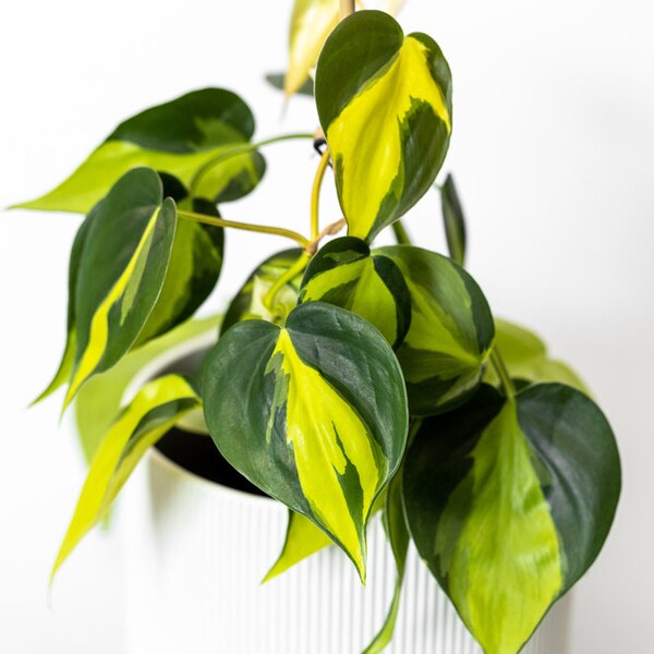 Large 6" Brazil/Brasil Pothos Philodendron Variegated Houseplant - variegated pothos heart leaf Cordatum - Rare Uncommon