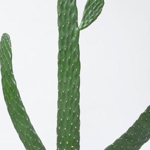 Road Kill Cactus, Cactus With Arms/Branches indoor or outdoorGet it NOW with Free Plant Gift Bonus!