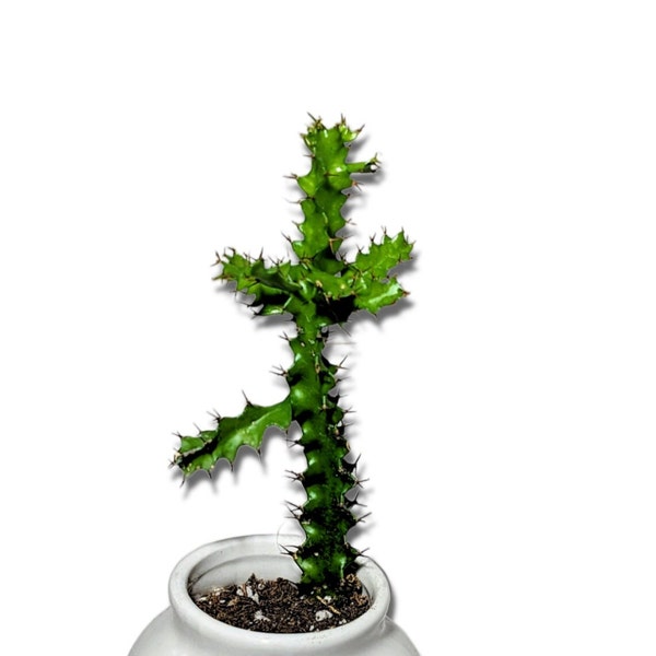 Euphorbia Wakefieldii shrub-like spiny euphorbia Can Be Tree Cactus/Cacti Euphorbia Indoor outdoor plant