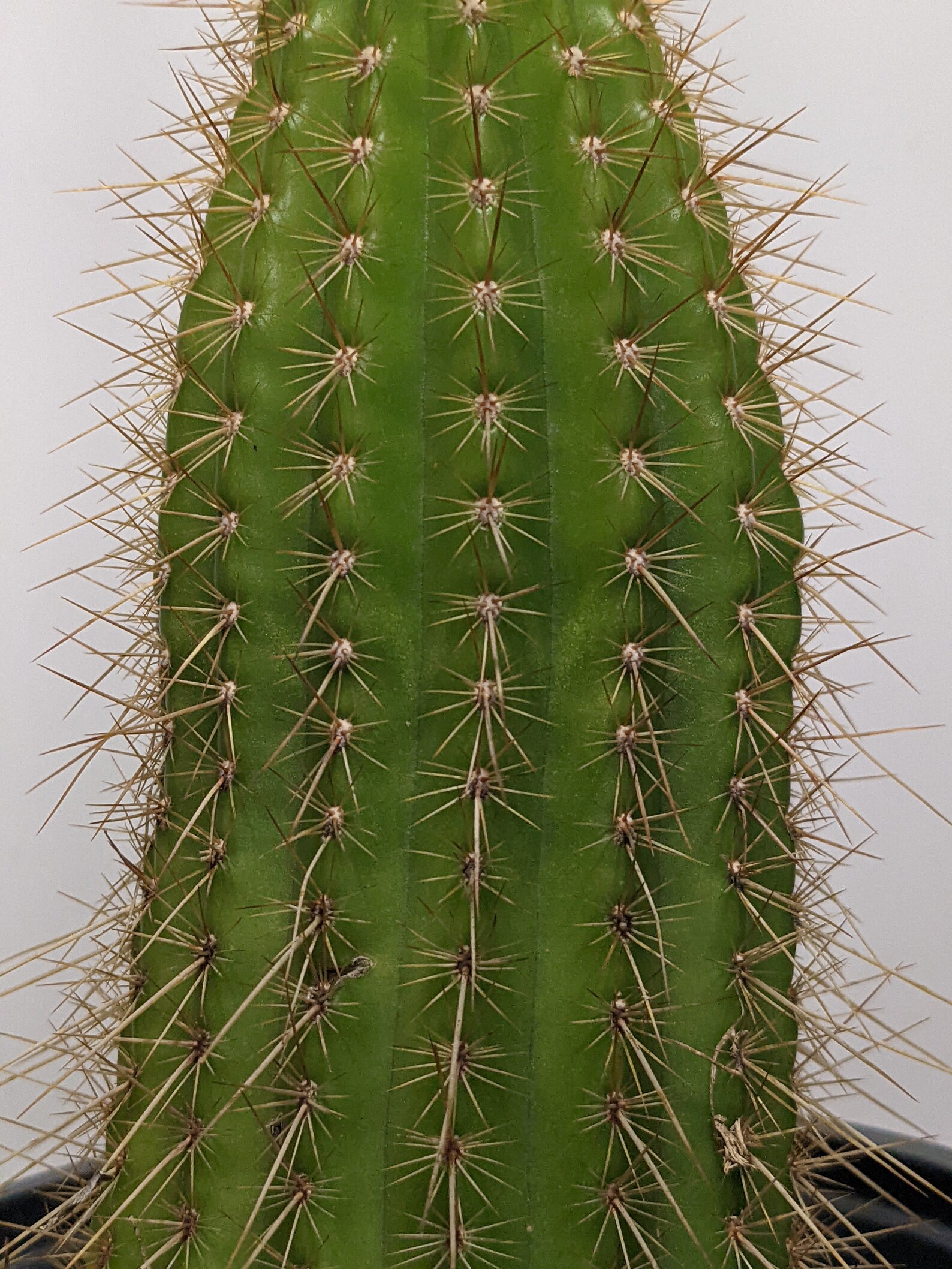 Trumpet Flower Cactus Pinky Huge Flowering Cactus/cacti Etsy