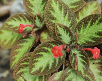 2" or 4" Flame Violet Episcia Cupreata Plant Indoor House Plant