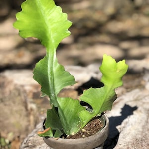 Ribbon Thin Spurge Euphorbia Bougheyi Very Thin Euphorbia Cactus/Cacti Succulent Low to Medium Light Plant image 3