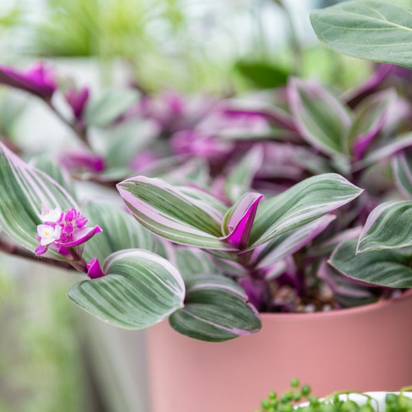 Pink Rare Houseplants Tradescantia in Pot 2.5" Pot Live Plant Home indoor Fast Growing Plants Decor Gift