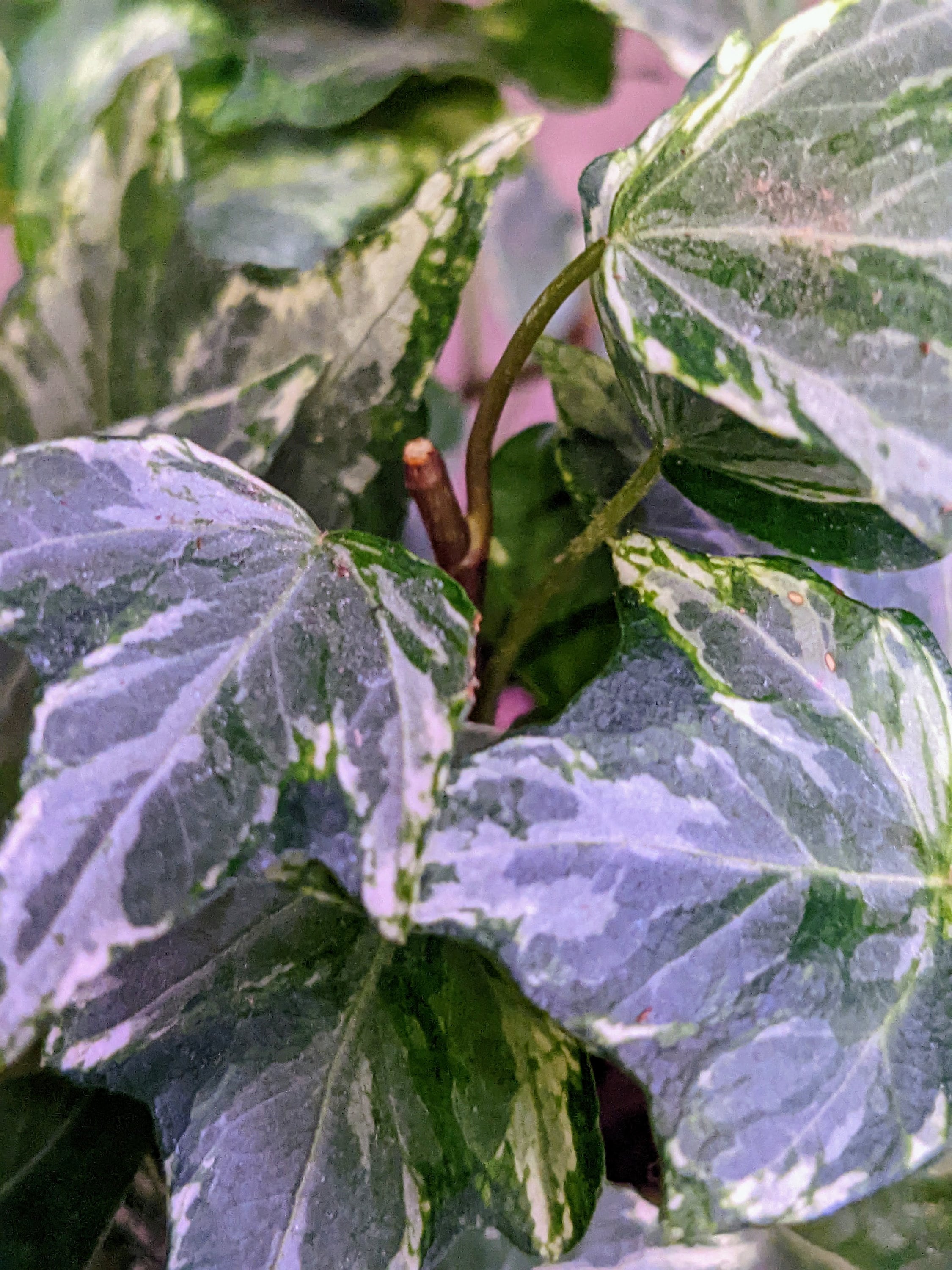 Mint Kolibri Rare English Ivy Hedera Helix Rooted Etsy