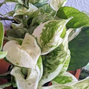 VERY RARE Manjula Pothos Indoor Living Houseplant Variegation/Variegated  - Ship with pot soil and plant!