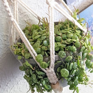 String Of Turtle SoT Happy Fun Lovely Indoor Houseplant - Peperomia Prostrata Pet Safe NOW With a Free Plant Gift Bonus!