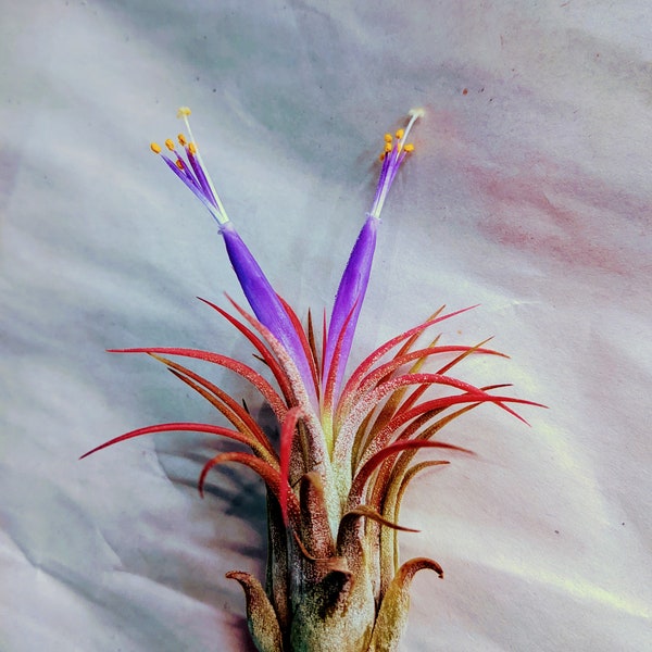 Air Plant Rubra Ionantha Tillandsia Terrarium Air Plants Beach Wedding Decor Plants Air Plants Tillandsia