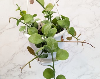 String of Nickels Dischidia Nummularia Rare Indoor Plant Houseplant Button Orchid Starter Plant Buttonwood