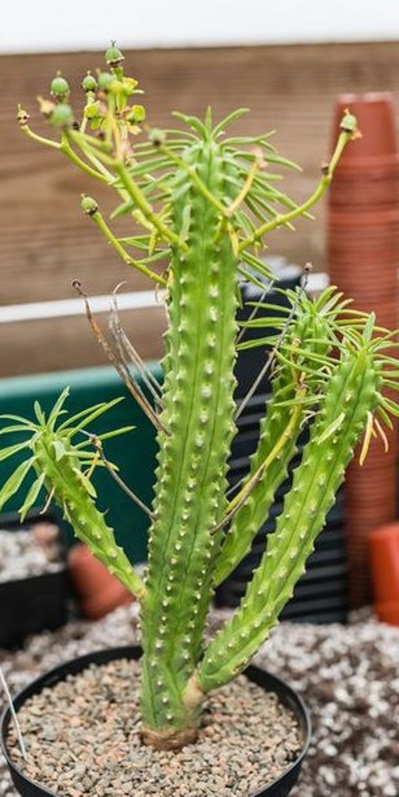 African Palm Tree Euphorbia Loricata Palm Cactus Succulent Etsy