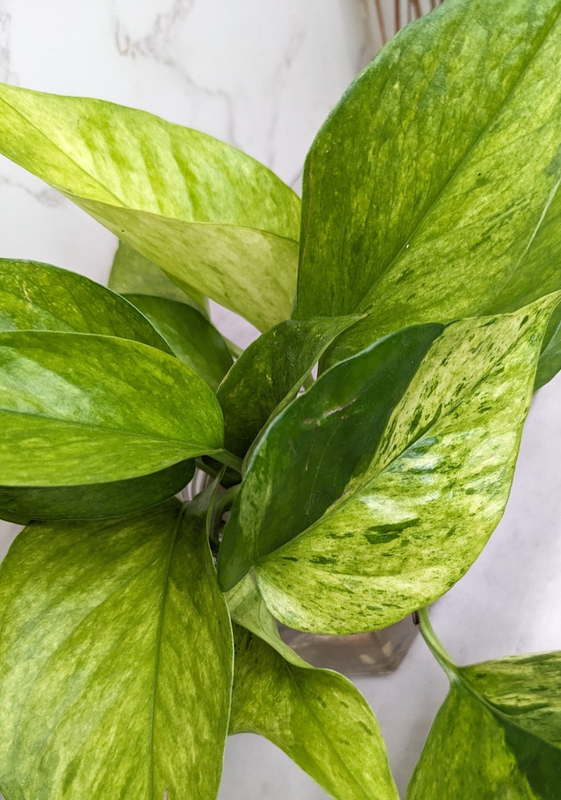 Jessenia Pothos RARE Pothos Variegated Houseplant Collector Plants