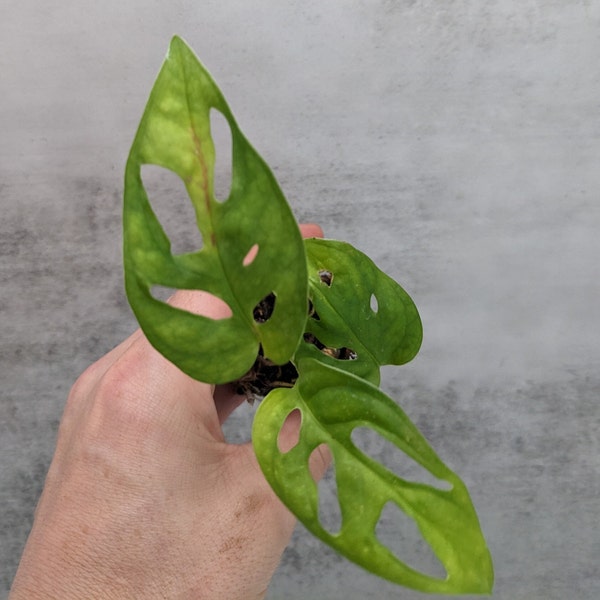 Swiss cheese plant, Cheese Vine, Five Holes House Plant aka Monstera adansonii Tropical Plant Cousin of  Monstera deliciosa