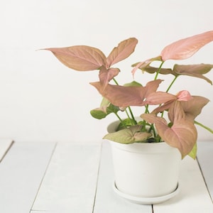 Pink Arrowhead  House Plant Syngonium podophyllum Rare Popular House Plant - NOW With FREE BONUS Plant Gift!