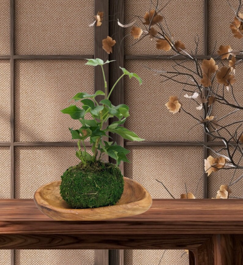 Japanese Kokedama Gardening Kit - Create Unique Living Art