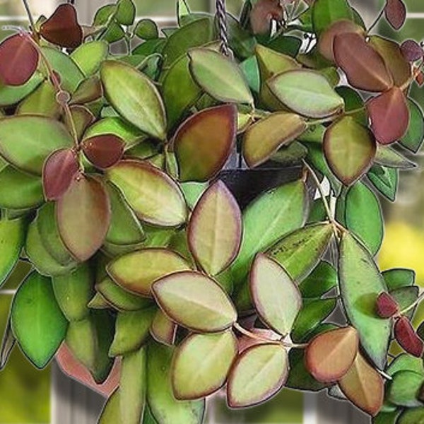 Hoya Sp. Aff. Burtoniae. Flower Hoya Succlent Like House Plant Grows Vines and Easy Care Pet Safe Amazing Plant cuttings starter