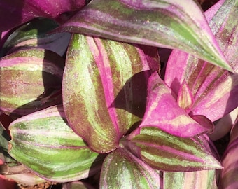 Discolor Multicolor Wandering Jewel Tradescantia Zebrina  Rare Colorful Plant Collector/Lover Plant