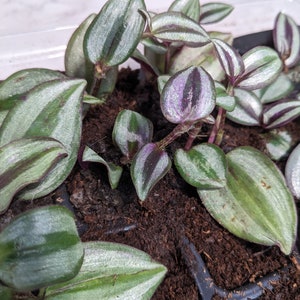 Zebrina Tradescantia Wandering Spiderwort Inch Plant Tradescantia House Plant & Easy Care Purple Sliver Outdoor image 2