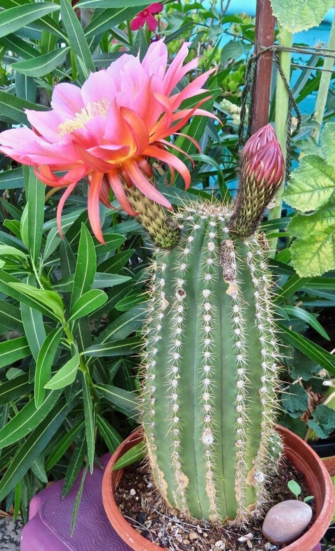 Trumpet Flower Cactus Pinky Huge Flowering Cactus/cacti Etsy