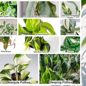 Best Plant Cuttings 4 Propagation, Pothos Indoor Houseplant Leaf Node Cutting Hoya, Monstera Rare & Popular House Plants Live Plants Gifts