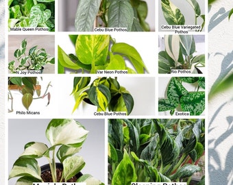 Best Plant Cuttings for Propagation, Plant Gifts, Pothos Cuttings Rare & Popular, Houseplant Cuttings, House Plants, Live Indoor Plants