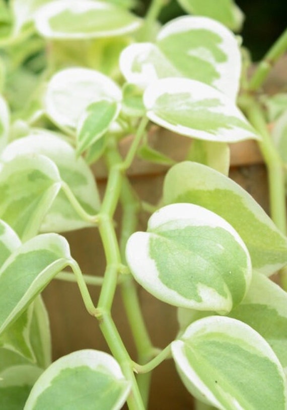 Peperomia Scandens Cupid Peperomia Green Succulent Leaves House