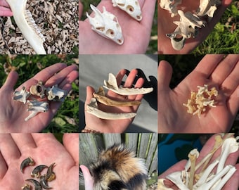 Boîte mystère Animal Oddity