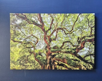 Angel Oak Tree ~ Charleston South Carolina ~ Premium Quality Print