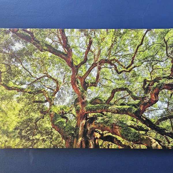 Angel Oak Canvas Etsy