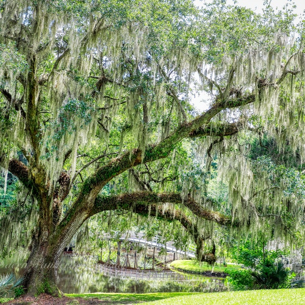 Spanish Moss Etsy