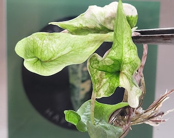 Alocasia Jacklyn tandarusa variegated  TC US seller