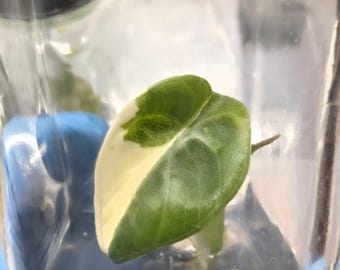 US Made Alocasia Maharani Albo