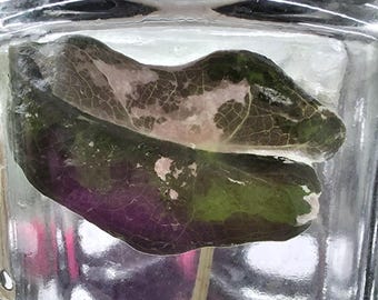 US Made Alocasia Pink Nobilis TC