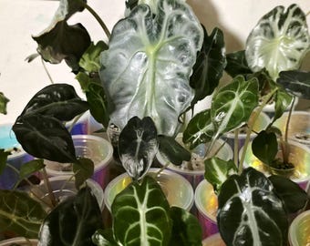 US Seller Alocasia Venom