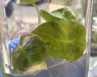 US Made RARE Alocasia Cuprea Aurea Latte TC