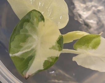 US Made RARE Alocasia Regal Shield Lava mutation